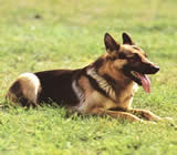 Adestramento de cães no Tucuruvi